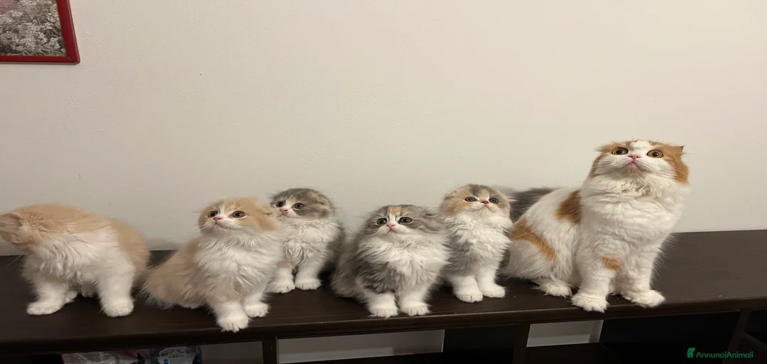 Immagine della galleria {{count}}