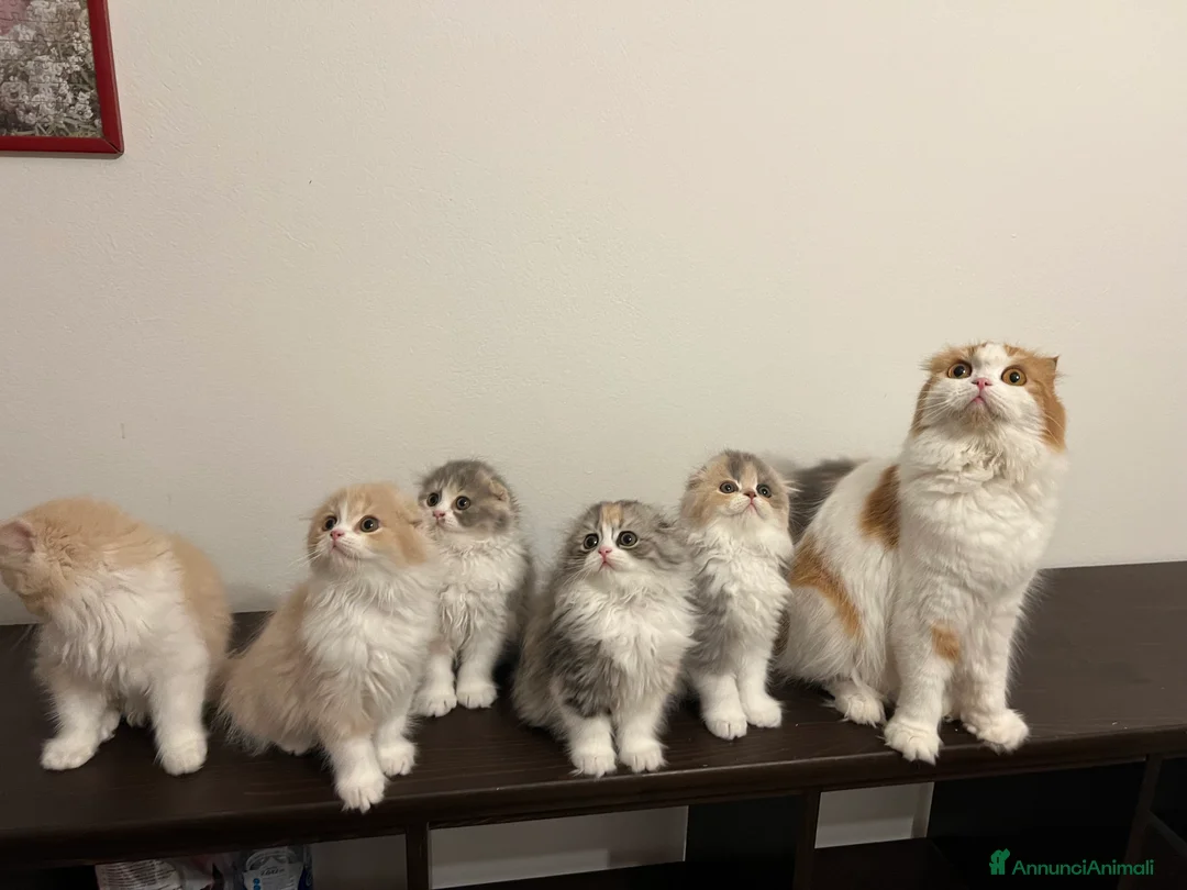 Immagine della galleria {{count}}