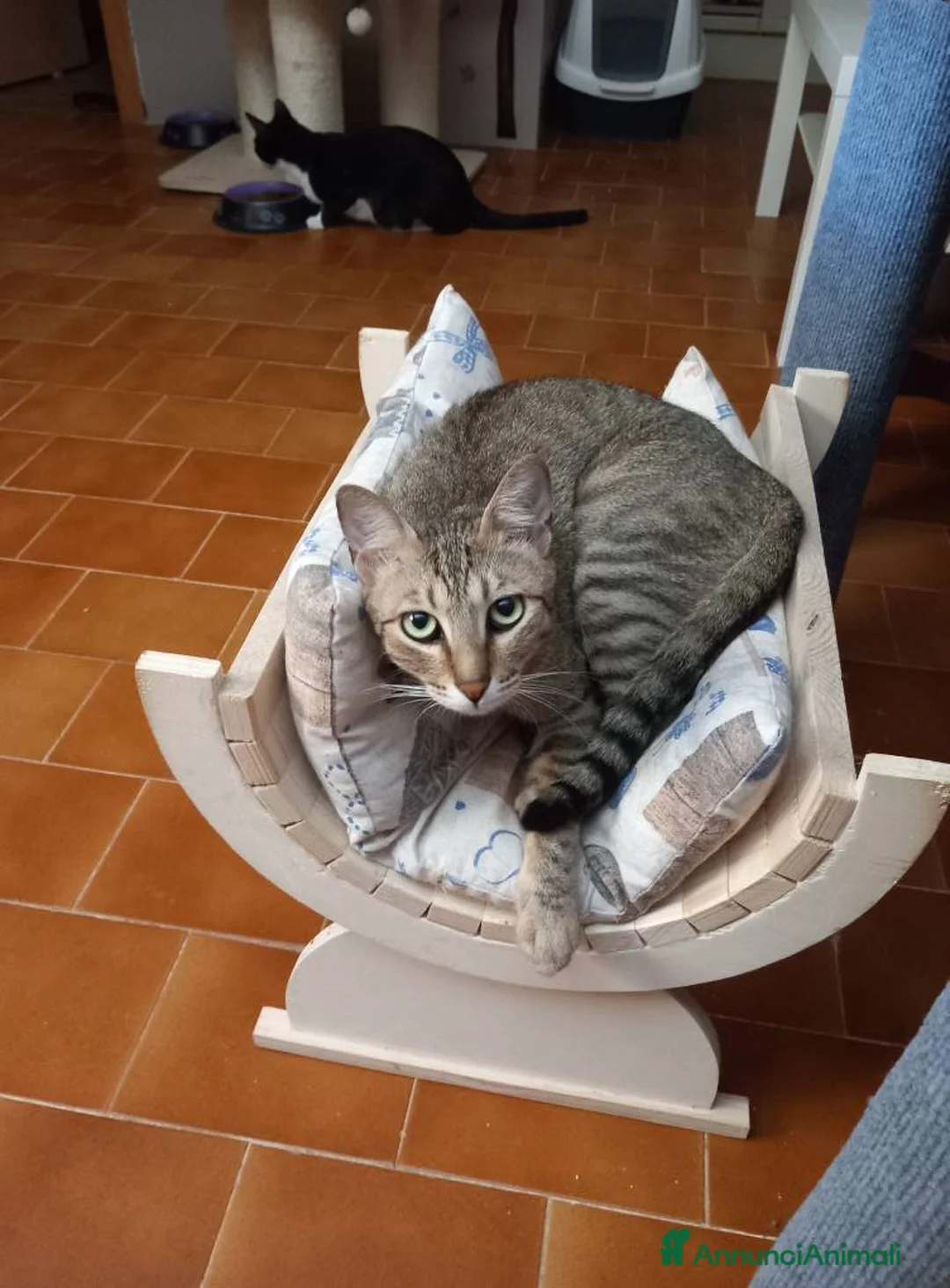 Europeo gatti in regalo: JAMES dolce micio in adozione! - Annuncio 5