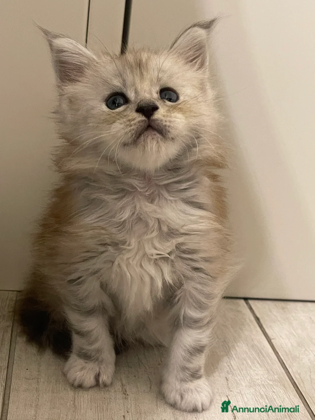 Maine Coon gatti in vendita: Cucciolata Maine coon con pedigree  - Annuncio 14