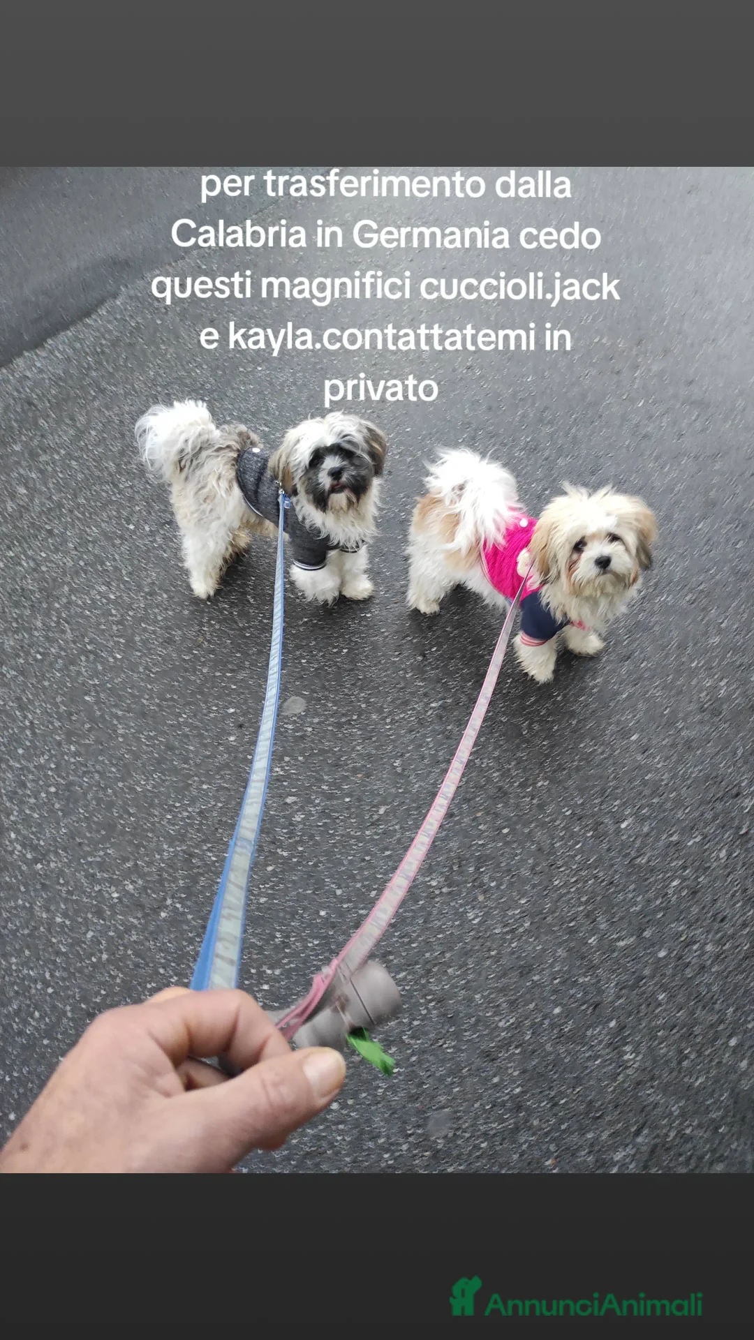 Shih Tzu cani in vendita: Cucciolata di Shitzu  - Annuncio 1