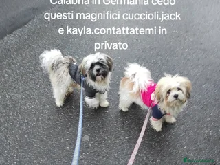 Shih Tzu cani Cucciolata di Shitzu - Annuncio 6