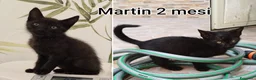 Europeo gatti in regalo: TANTI MICINI SOLI! a Provincia di Vicenza - Annuncio 11