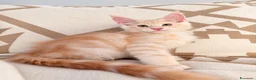 Maine Coon gatti in vendita: Allevamento Maine Coon Misty Woods - Annuncio 2