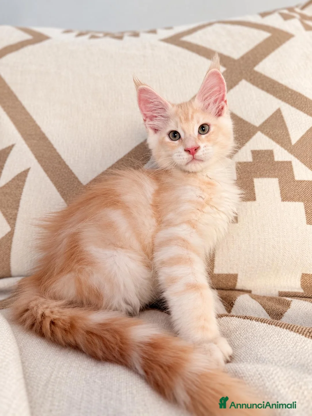 Maine Coon gatti in vendita: Allevamento Maine Coon Misty Woods - Annuncio 2
