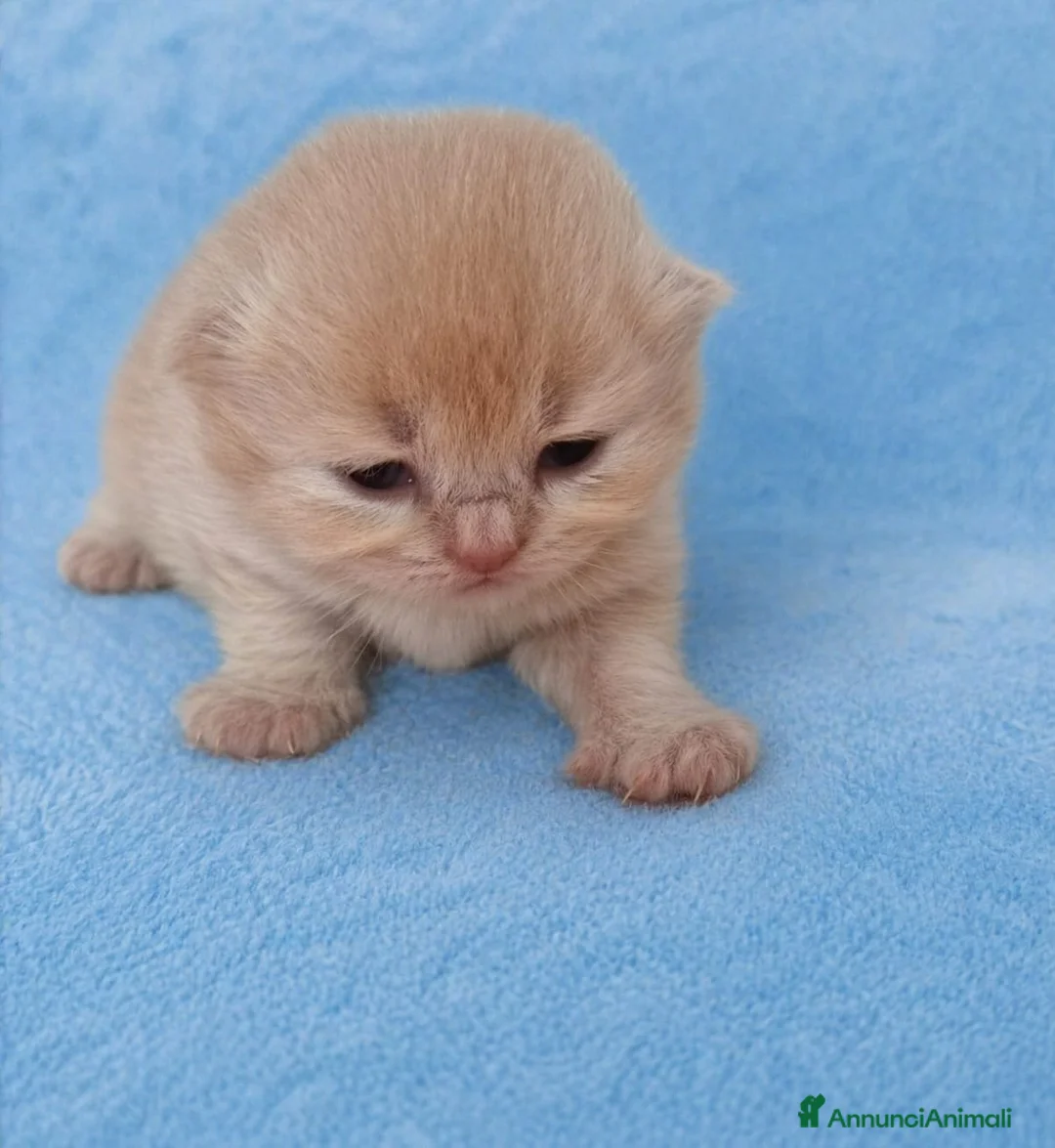 British gatti in vendita: British shorthair  - Annuncio 2