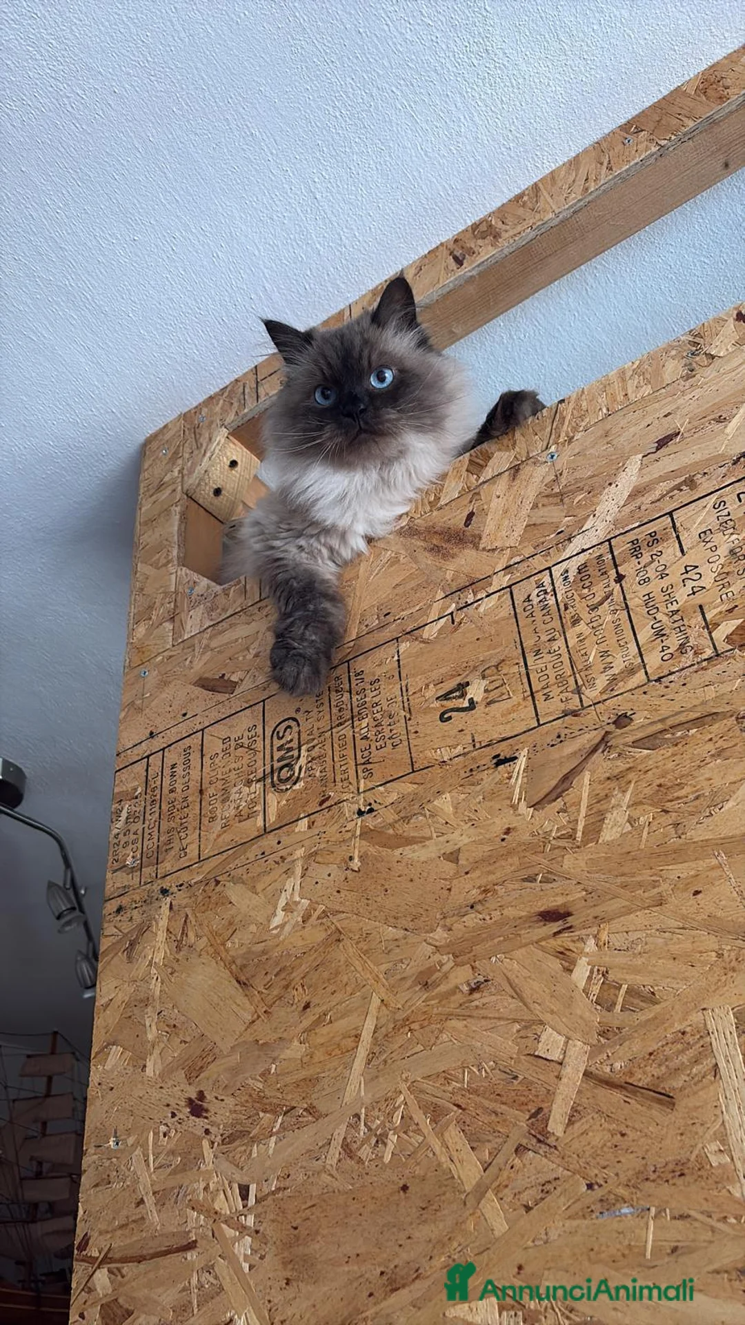 Siberiano gatti in regalo: Achille a Città Metropolitana di Firenze - Annuncio 2
