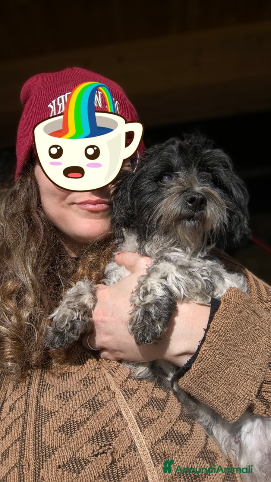 Bichon cani Rompy cerca adozione  - Annuncio 1