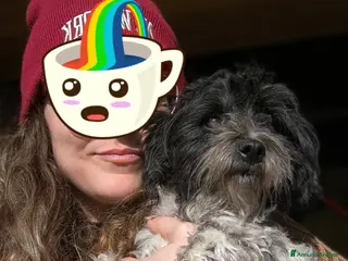 Bichon cani Rompy cerca adozione - Annuncio 39