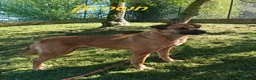 Meticcio cani in regalo: BROWN un bel timidino - Annuncio 5