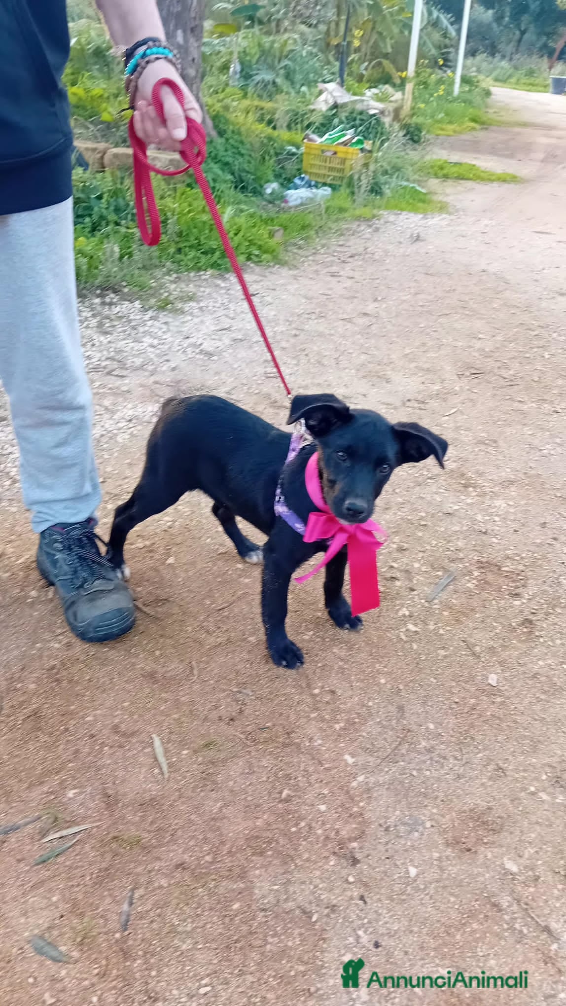 Altre razze cani ANGELINA - Annuncio 2