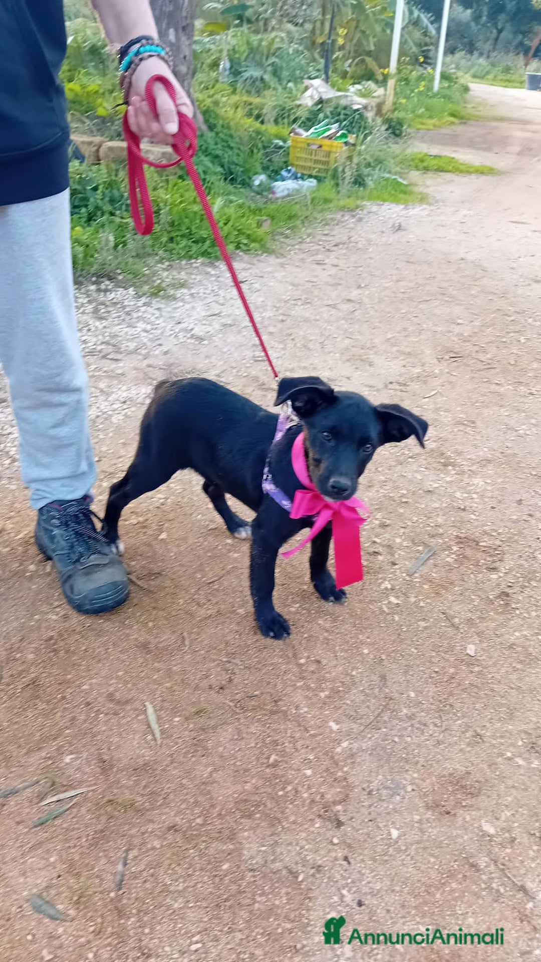 Altre razze cani in regalo: ANGELINA - Annuncio 2