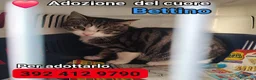 Europeo gatti in regalo: Micio 6mesi CIECO AD 1OCCHIO,dolcissimo! ROMA SOS a Città metropolitana di Milano - Annuncio 1