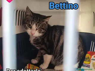 Europeo gatti Micio 6mesi CIECO AD 1OCCHIO,dolcissimo! ROMA SOS a Città metropolitana di Milano - Annuncio 17