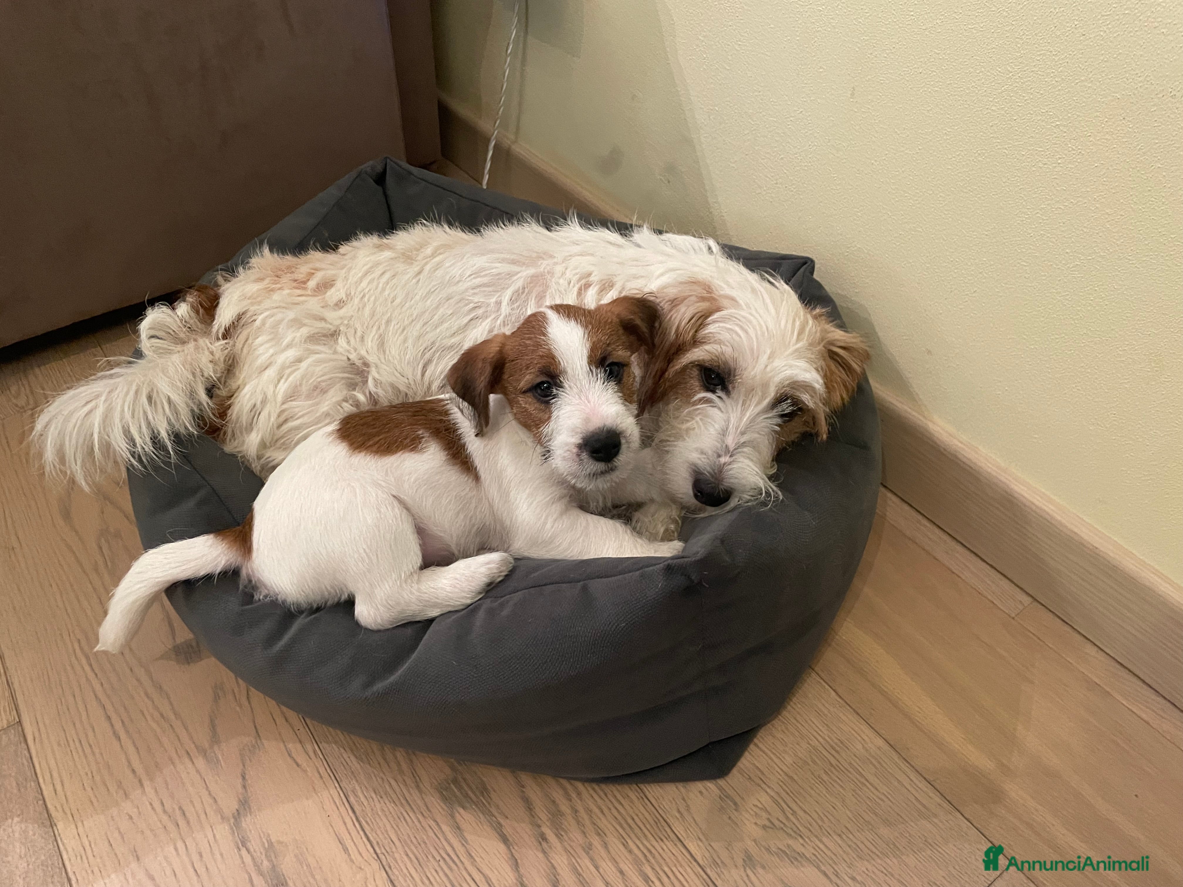 Jack Russell cani Ultimi due cuccioli Jack Russell broken - Annuncio 11