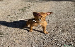 Pitbull cani in regalo: Regina, splendida pit dagli occhi marroni  - Immagine 4