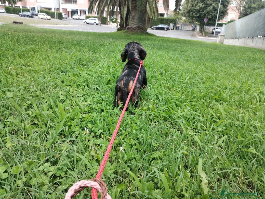 Bassotto cani in vendita: Bassotto tedesco nano pelo corto a Città metropolitana di Roma Capitale - Immagine 8