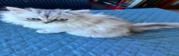 Persiano gatti in vendita: Persiano chinchilla  - Annuncio 7