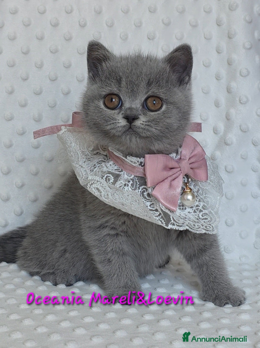 British gatti British shorthair femmine - Annuncio 4