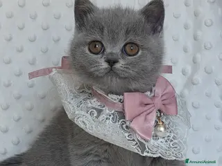 British gatti British shorthair femmine - Annuncio 4