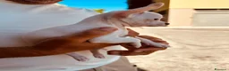 Chihuahua cani in vendita: Chihuauaua pelo corto - Annuncio 4