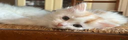 Siberiano gatti in vendita: Noralee gattina siberiana ipoallergenica - Annuncio 17