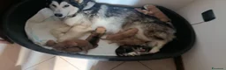 Husky cani in regalo: i cuccioli  - Annuncio 1