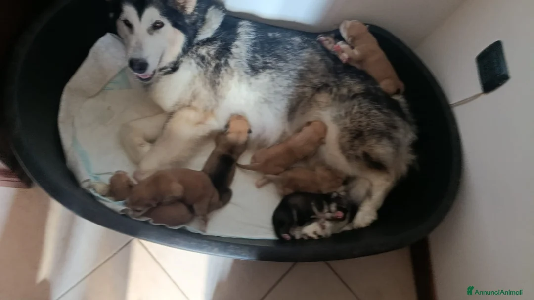 Husky cani in regalo: i cuccioli  - Annuncio 1