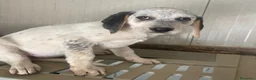 Meticcio cani in regalo: CHI ADOTTA QUESTE TENERE SORELLINE? - Annuncio 15