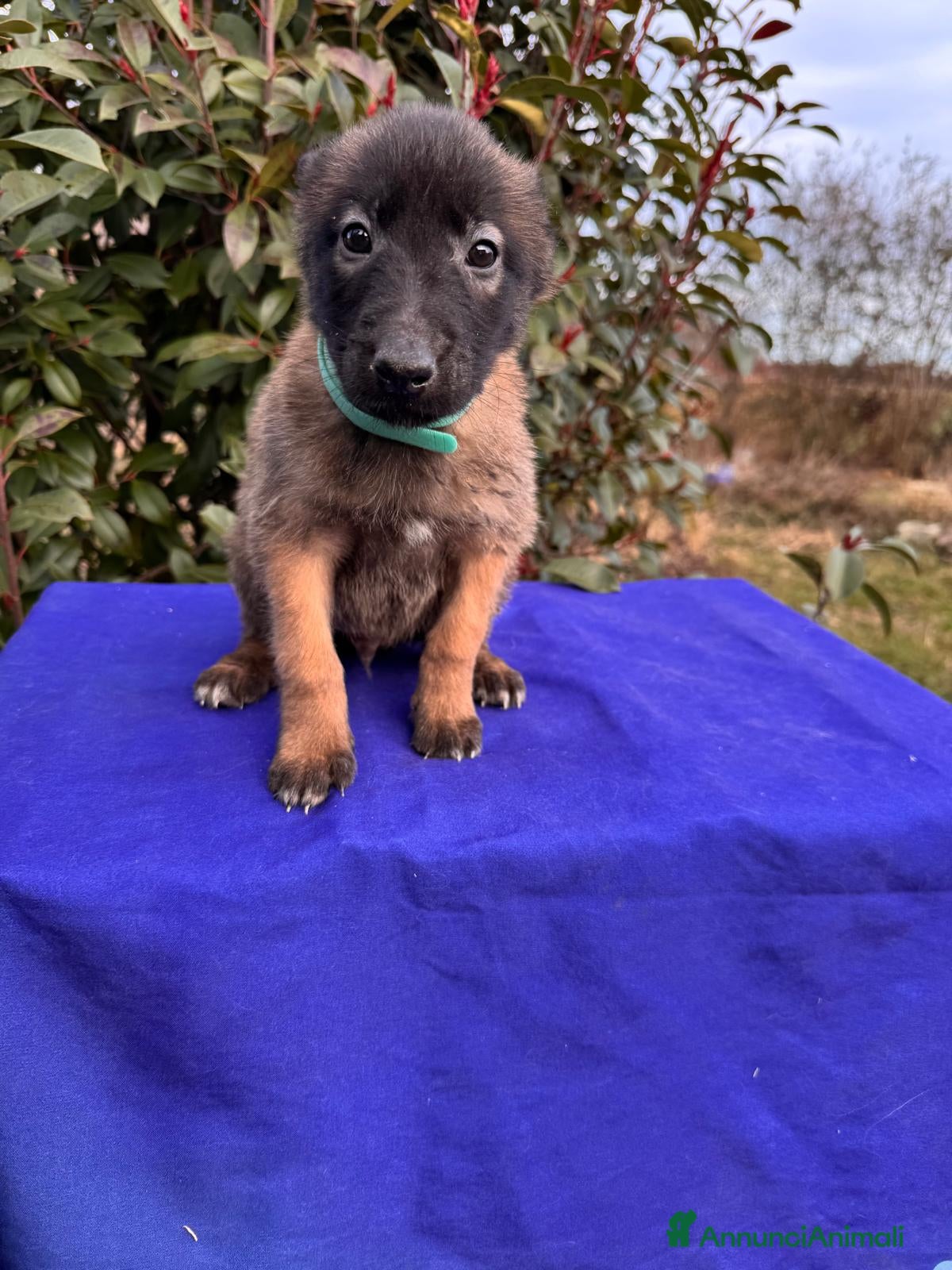 Pastore Belga cani PASTORE BELGA MALINOIS - Annuncio 3