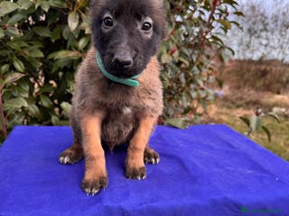 Pastore Belga cani PASTORE BELGA MALINOIS - Annuncio 3