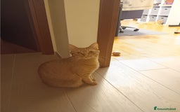 Altre razze gatti in regalo: Coppia di gatti Arancioni - Annuncio 3