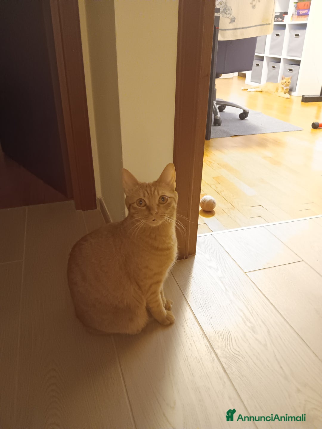 Altre razze gatti in regalo: Coppia di gatti Arancioni - Annuncio 3