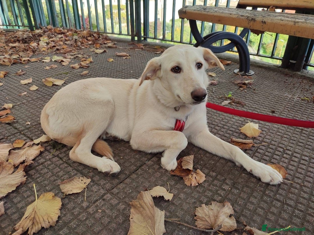 Meticcio cani in regalo: Shakira dolce cucciola 5 mesi taglia media  - Annuncio 7
