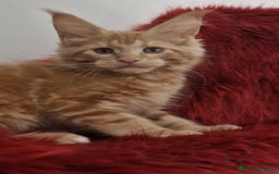 Maine Coon gatti in vendita: Cuccioli maine coon - Immagine 3
