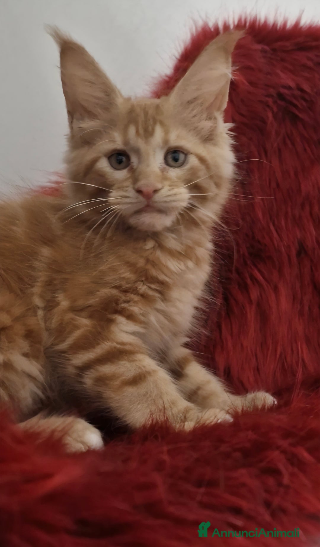 Maine Coon gatti in vendita: Cuccioli maine coon - Immagine 3