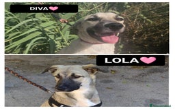 Altre razze cani in regalo: lolA E DIVA - Immagine 1