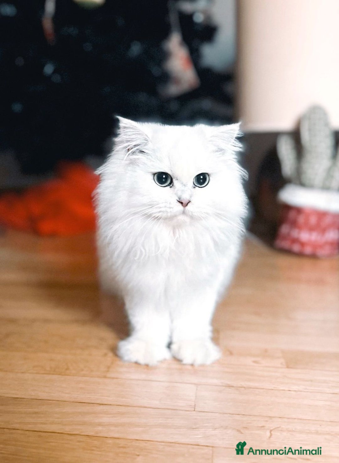 British gatti in vendita: British Longhair Silver - Annuncio 4