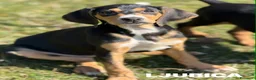 Meticcio cani in regalo: 5 CUCCIOLI simpaticissimi e coccoloni in canile! - Annuncio 7