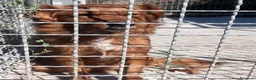 Meticcio cani in regalo: Zito cucciolotto in canile  - Annuncio 5
