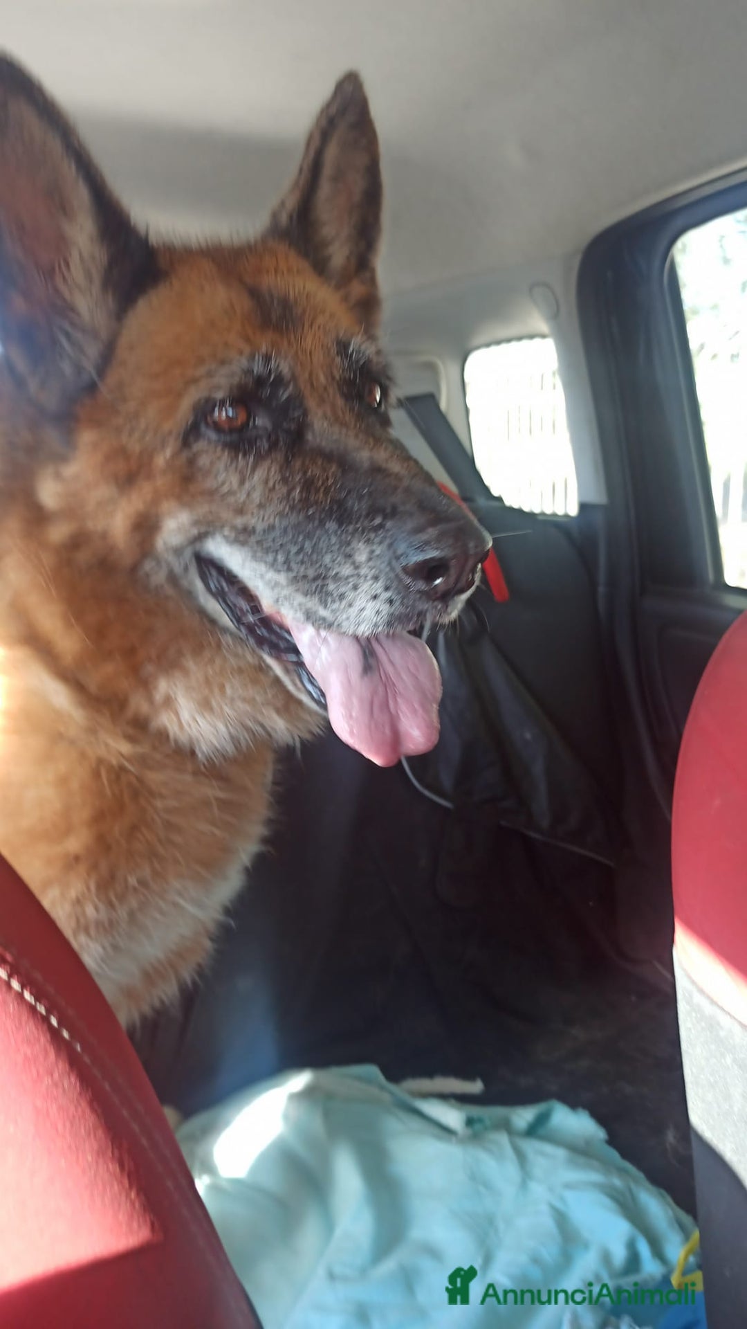 Pastore Tedesco cani in regalo: Cloe, pastore dal cuore grande - Annuncio 19