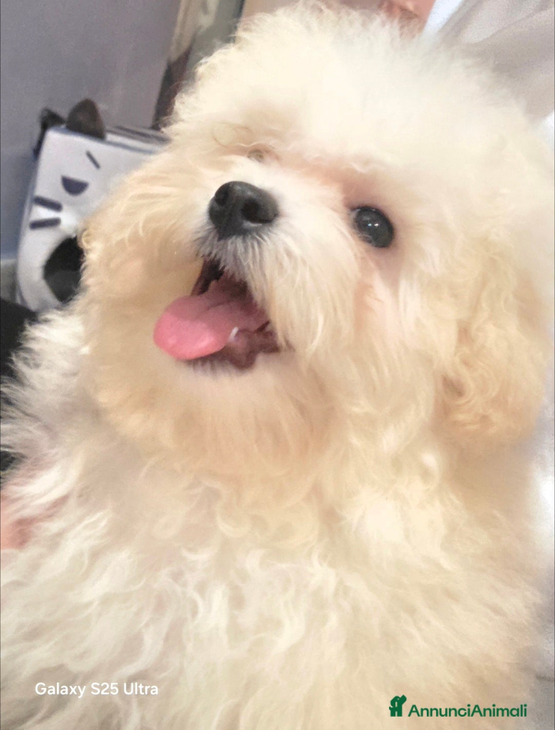 Meticcio cani in vendita: Maltipoo  - Annuncio 9