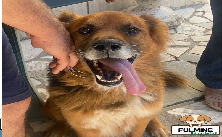 Meticcio cani - Annuncio 8