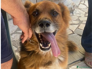 Meticcio cani FULMINE 9 anni cerca adozione! - Annuncio 13