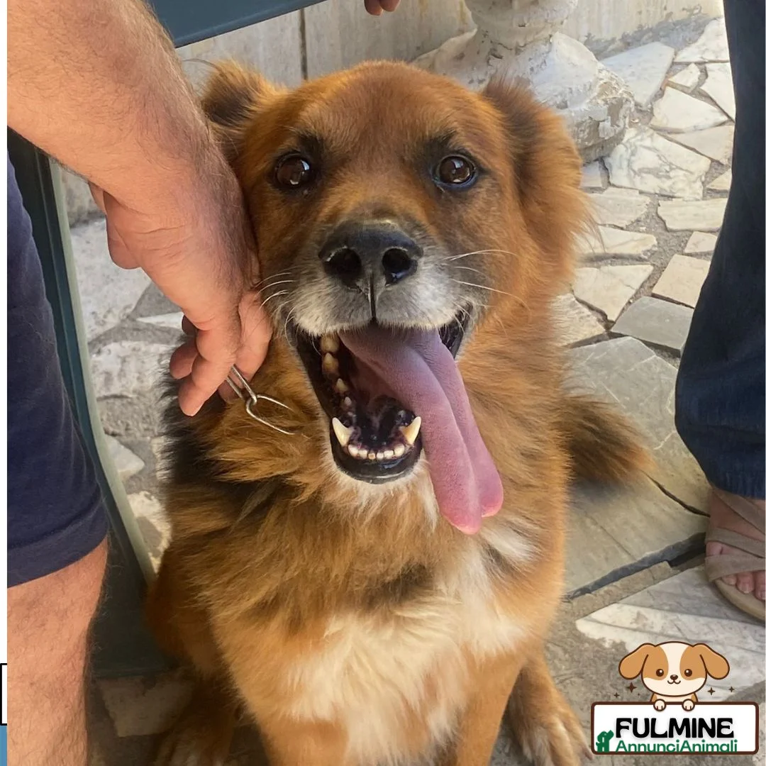 Meticcio cani in regalo: FULMINE 9 anni cerca adozione! - Annuncio 1