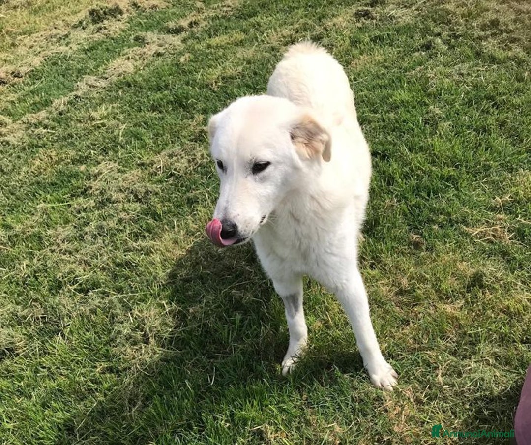 Meticcio cani in regalo: ZIGULi' cucciolone da amare per sempre a Provincia di Latina - Annuncio 3