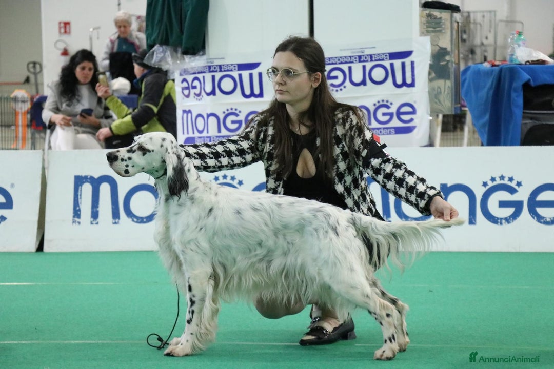 Setter Inglese cani in vendita: CUCCIOLI DI SETTER INGLESE a Provincia di Arezzo - Immagine 5