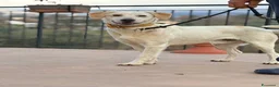 Meticcio cani in regalo: Billy e Kevin a Provincia di Isernia - Annuncio 7