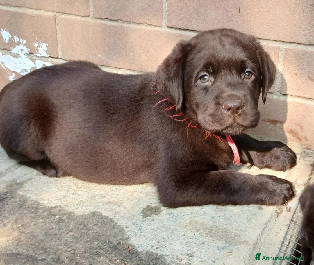 Labrador cani in vendita: cuccioli di labrador retriever - Annuncio 1