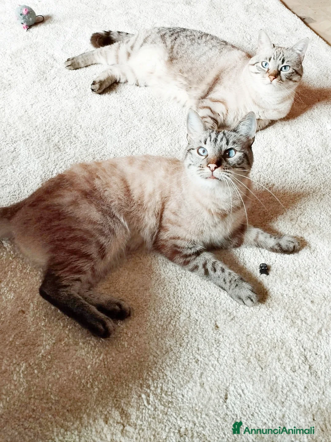 Siamese gatti in vendita: Gattini Siamesi tabby point  - Annuncio 2